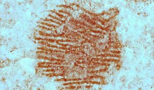 impronta digitale più antica