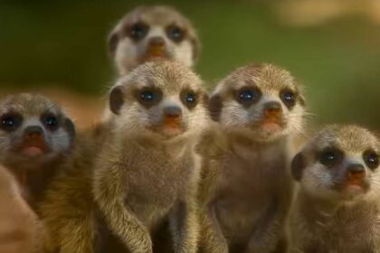 La vita segreta degli animali