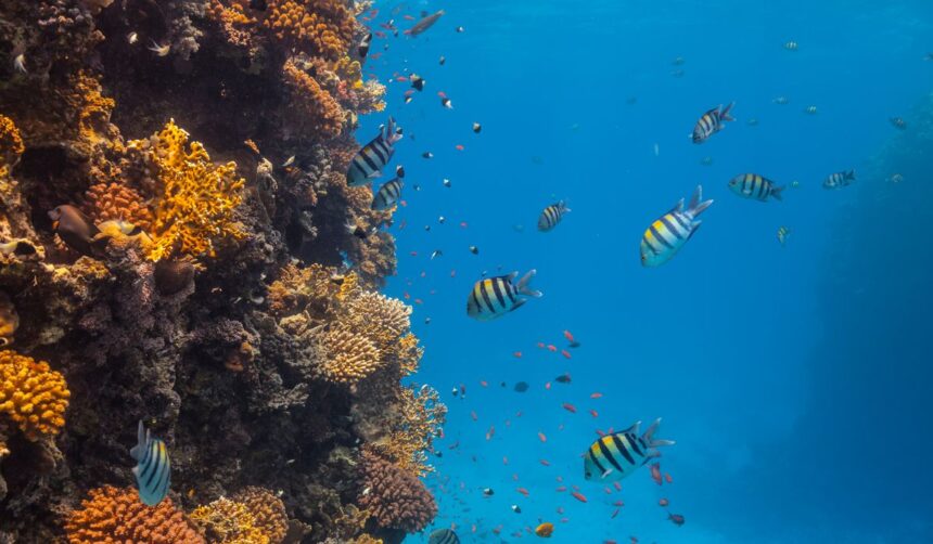 biodiversità marina