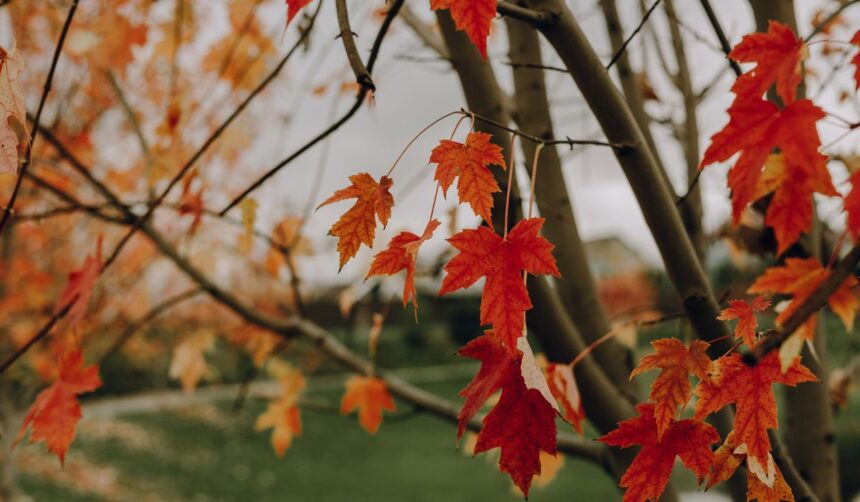 foglie rosse