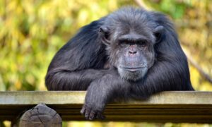 scimpanzé