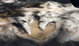 impronta dinosauro