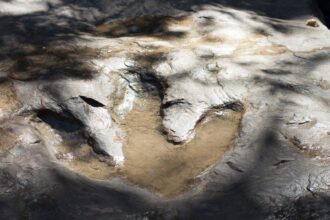 impronta dinosauro