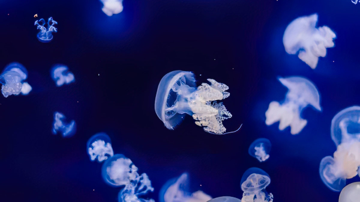 meduse
